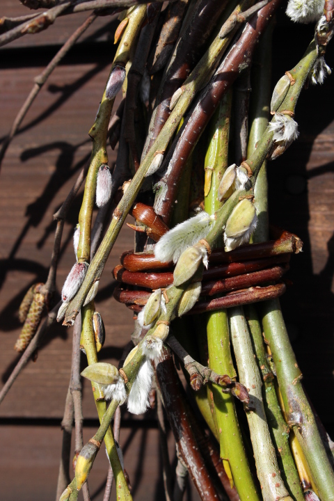 detail of salix viminalis catkins on spring wreath - Willow Green Nursery