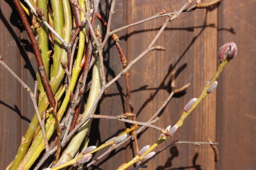 detail of salix purpurea catkins on spring wreath - Willow Green Nursery