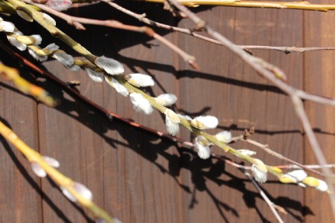detail of catkins on spring wreath - Willow Green Nursery
